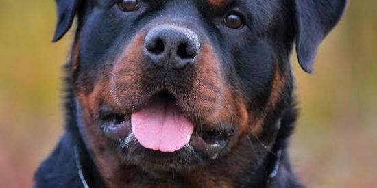 ♨️Rottweiler Br♨️