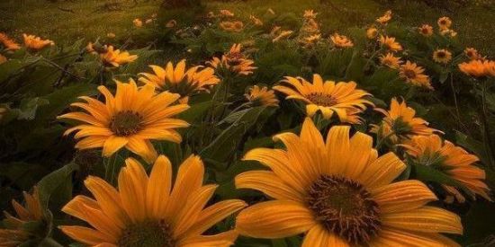 🌻Girassol Empire🌻