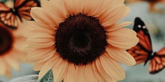 Recepção girassol👑🌻