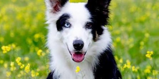 Tudo Sobre Border collie
