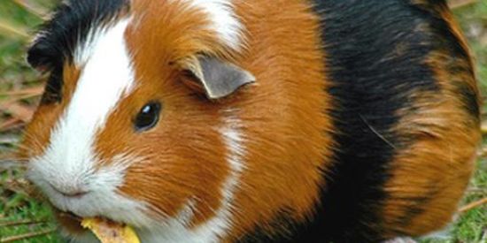🐇PORQUINHO DÁ ÍNDIA 🐹