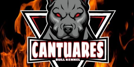 🇧🇷CANTUARES BULL KENNEL🇧🇷