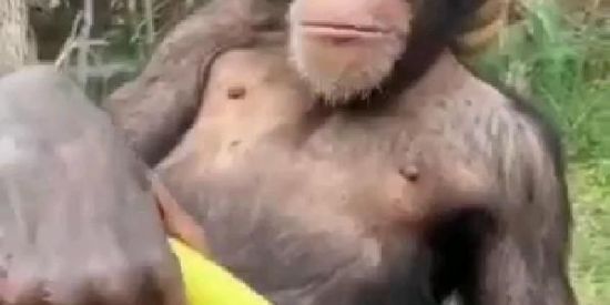 Shitpost macaco sexy😳