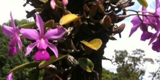 ORQUIDÁRIO BRASIL 🟢 (1)