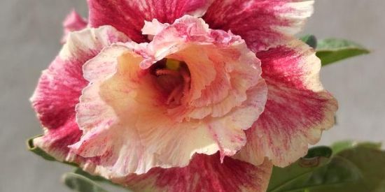 ADENIUM - ROSA DO DESERTO