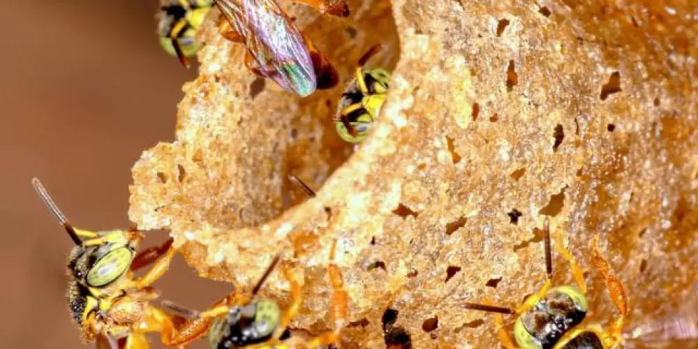 Desapego Melipono 🐝