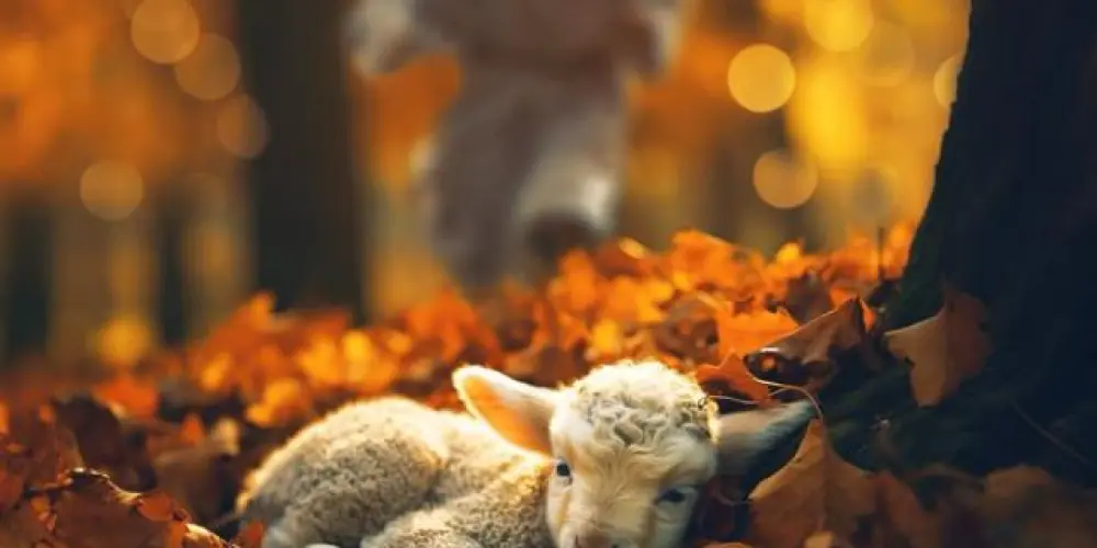 Discipulando Vidas Brasil - ❤🔥🐑