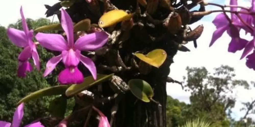 ORQUIDÁRIO BRASIL 🟢 (2)