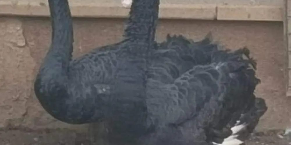 Venda ovos galados & aves π₯π€π₯