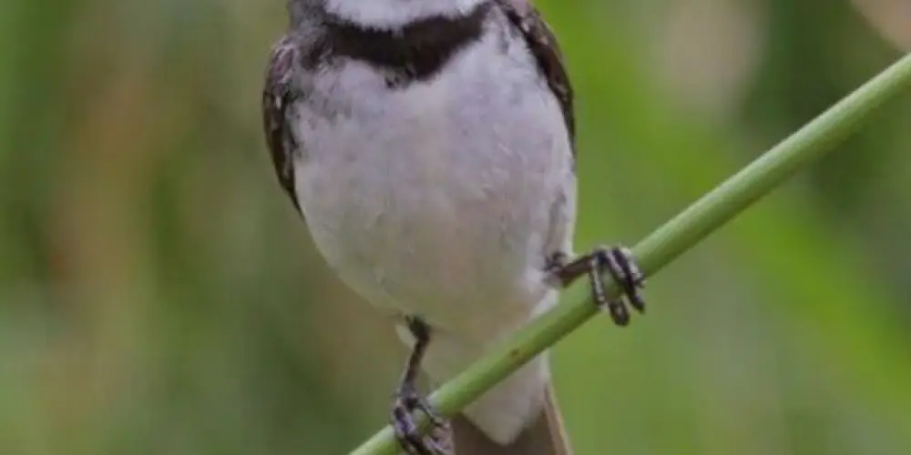 🐦⬛Vendas e trocas de coleiras campinas e região 🐦⬛